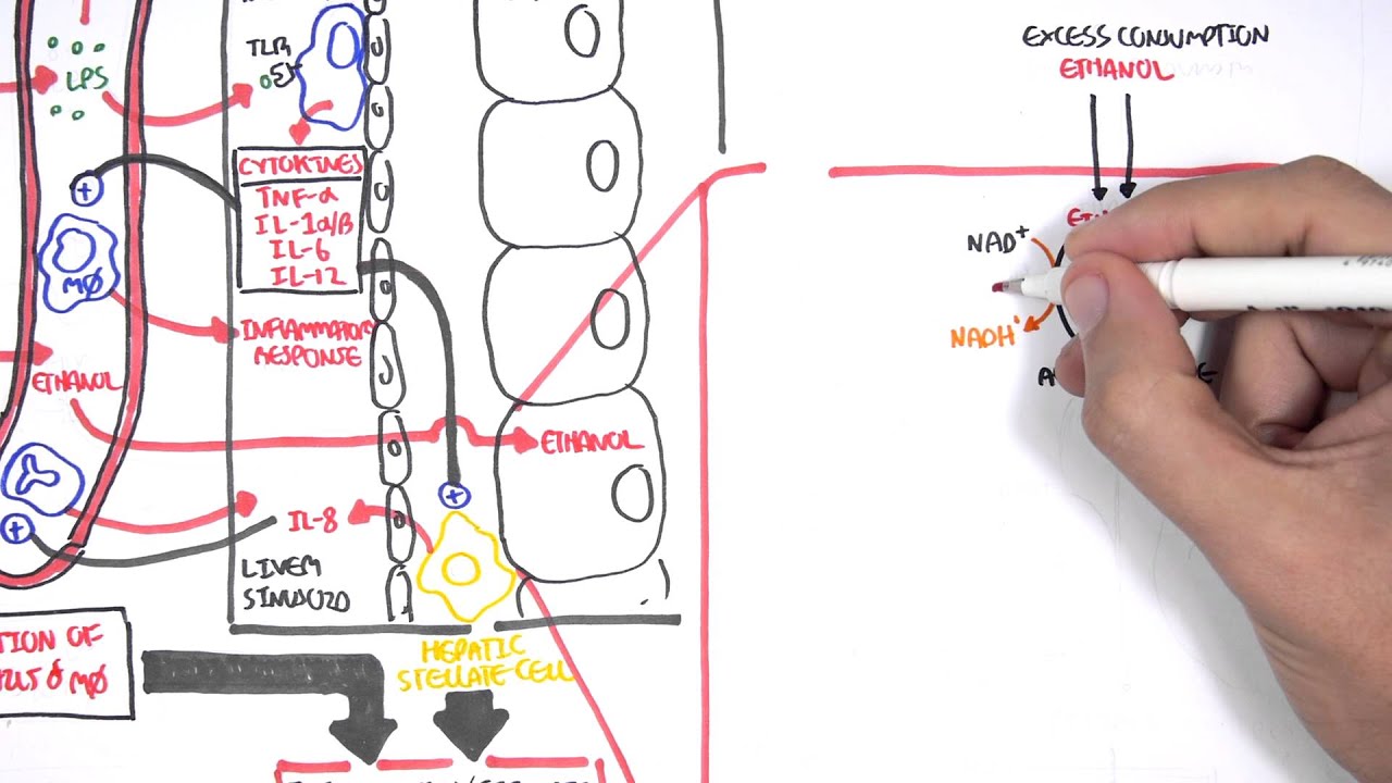 Alcohol metabolism