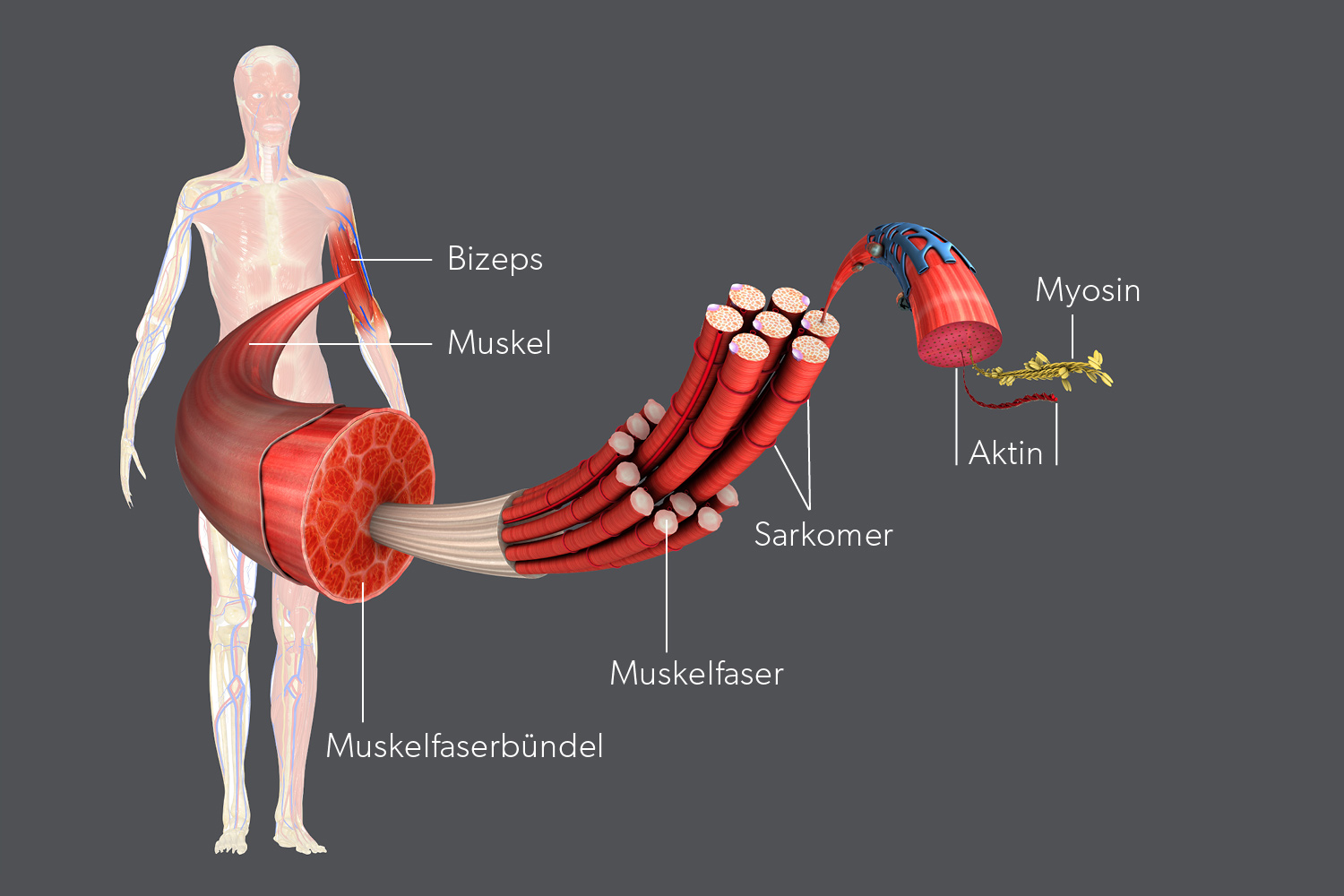 A little bit about our muscles